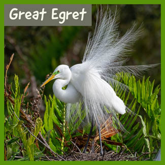 Great Egret